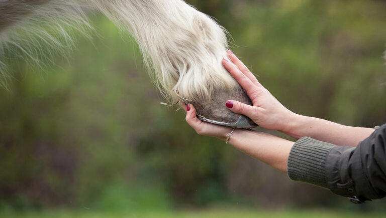 Hoof-Nutrition 101: Enhancing Your Horse's Hoof Health Through Feeding