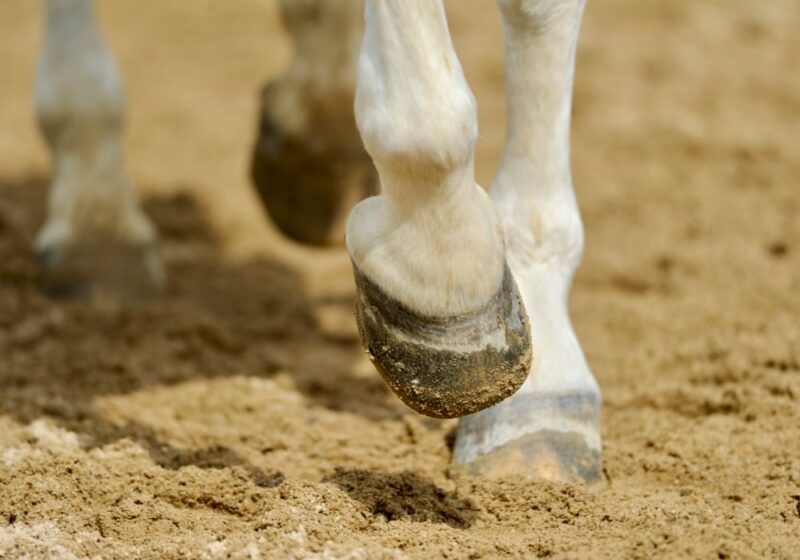 Minerals Are Pivotal in Hoof Health