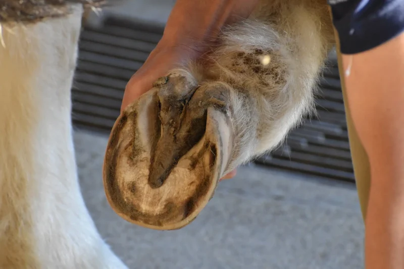 Regular Monitoring of The Horse's Hooves