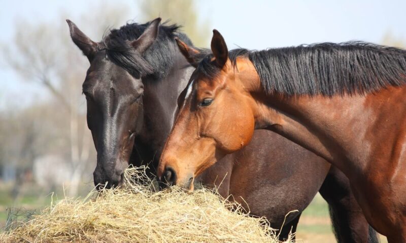 Understanding Feed Quality and Its Impact on Hoof Integrity