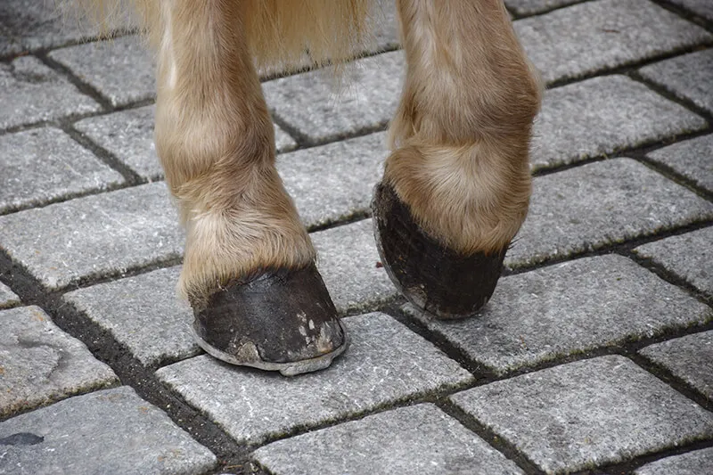 Vitamins Role in Hoof Health