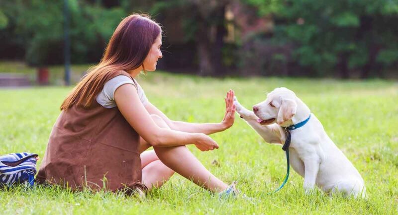 high five with your pet