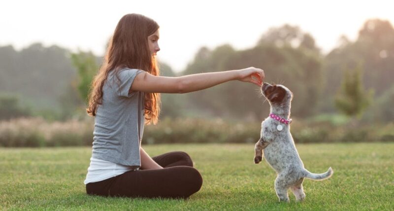 obedience training