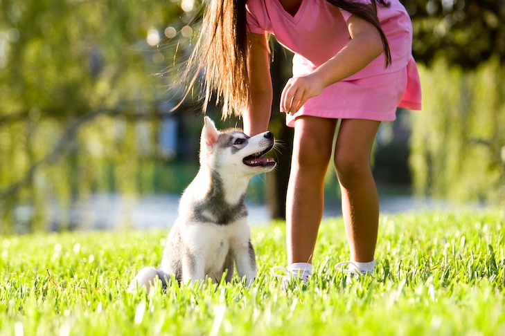 puppy training