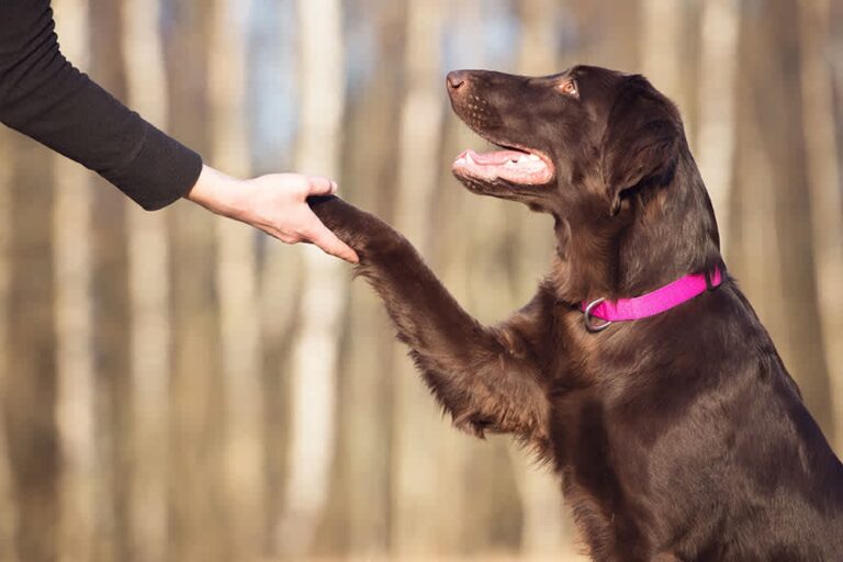 shake a hand and a paw