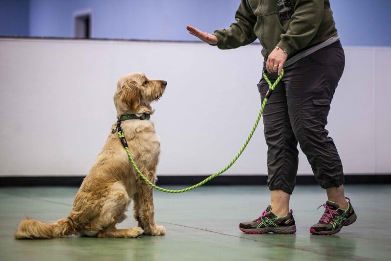 training dog behavior